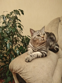 Марсель, 1,5 года, 5 кг. с. Верхняя Полтавка