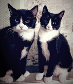 Тишка 12 лет и Мурзик  4 года.  г. Благовещенск