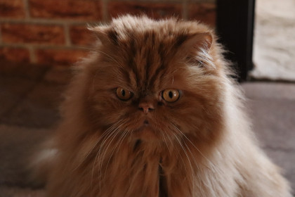 Рыжик, 6 лет. Любимец родителей. г. Благовещенск