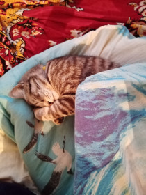 Макс, 1 год. Любитель поспать.