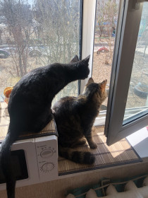 Мося и Вася. Любимцы наши. г. Благовещенск