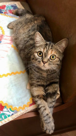 Алиса, 1,5 года. Мисс Грация. г. Благовещенск