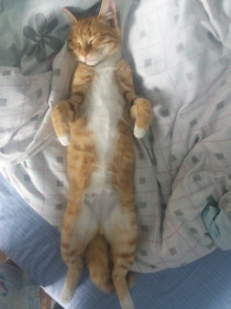 Персик, 3 года. Любит понежиться на солнце. с.Октябрьский, Зейский район