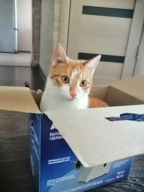 Рыжий, 1,5 года. Мясорубка для сосисок, рыбы и мяса. г. Белогорск