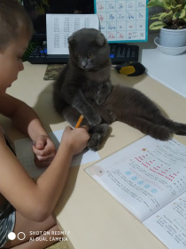 Кот Барсик. 2 года. Мечтатель. с. Марково