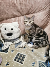 Кошечка Мурыся, 10 месяцев. с. Селеткан, Шимановский район