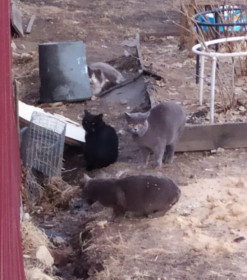 Василий, 3,5 года. Любитель свиданий. с. Чигири