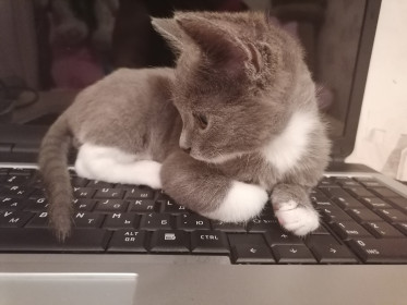 Тихон, 5 месяцев. Наш ласковый котик. пгт Новобурейский