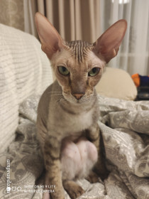 Пушок, 3 года. Замурлычит любого. г. Нижнекамск Татарстан