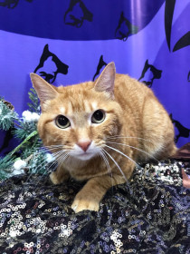 Тайсон, 2,5 года. Добрый кот, наш красавчик. п. Новобурейский