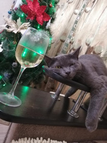 Маруся, 2 года. Хозяйка нашей семьи. г. Благовещенск