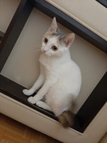 Кисюся 3 года, 3,5 кг. Наш наблюдатель. г. Благовещенск