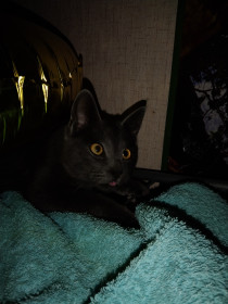 Кода, иначе Шкода, 1 год. Любит играть с собакой Арчи. г. Благовещенск