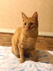 Рыжик. Очень характерный и любознательный кот.