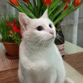 Масяня, 4 года, 5 кг. Настоящая охотница и добытчица. г. Благовещенск, Амурская правда