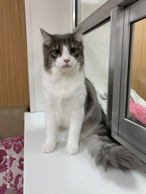 Филя, 10 мес. 4,5 кг. Благодарный кот. п. Новобурейский