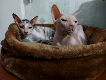 Эля, 12 лет, 6 кг. и  Голди, 2 года, 3 кг.