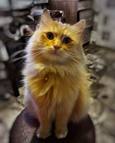 Шурик, 8 лет, 3 кг. Очень любит путешествовать. г. Благовещенск