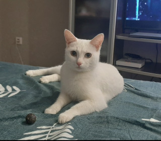 Сильва, 3 года. Наш любимый белый комочек.