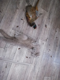 Дэн, 1,5 года. Тот еще охотничек :-)