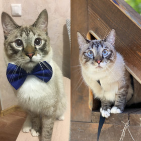 mr.Saimon, 4 года, 5 кг. Домашний КотоПёс. г. Благовещенск