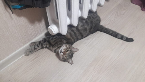 Ясмин, 3 года. Самый теплолюбивый кот. п. Якорная Щель, г. Сочи