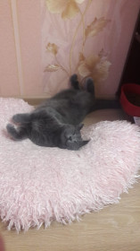 Тюпа, 2,5 годаа, 4 кг положительных эмоций. п. Якорная Щель, г. Сочи.