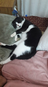 Маню, 6 лет. Наше чудо, с сердечным пятнышком на носу. п. Якорная Щель, г. Сочи.