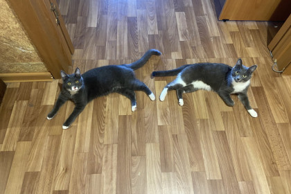 Манька 6 мес. и Сильва 1,5 года. Мои детки-конфетки.