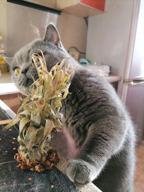 Мишка, кот-блогер. Любит рассказывать о своих приключениях в инстаграме.