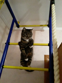 Бакс, 1 год. Вода — его стихия. г. Благовещенск