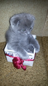 Каспер, 2 мес. Вес меняется каждый день. Котёнка в коробчонке.