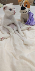 Тор, 2 года. Любитель позировать.