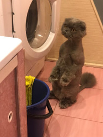 Бон, 4 года. Любимец всей семьи. Интересненько, а что там такое? г. Благовещенск