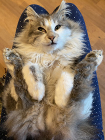 Васька, 2 года. Озорной кот-забияка. с. Иннокентьевка