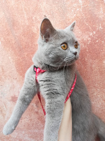 Шуня, 2 года. Страйт с дурным характером. г. Благовещенск