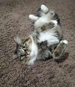 Матвей, 4 года. Любит сидеть на ручках у хозяйки. г. Белогорск