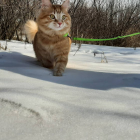 Кот Мухтар, 2,5 года. Любимец всей семьи. г. Благовещенск