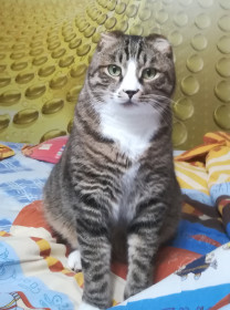 Мурзик, 5 лет, 6 кг. Считает себя самым главным в семье, но боится незнакомых людей.  г. Благовещенск