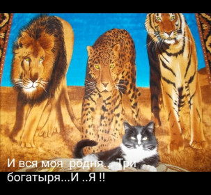 Кошку зовут Рада, 6 лет. с Сычёвка