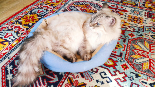 Сенечка, 5 лет. Очень ласковый кот. Ищет дом.