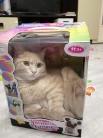 Кузя, 1 год. Игрушка для членов семьи. г. Благовещенск