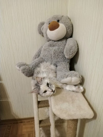 Кошка Джерри, 7 лет. Своенравная кошка. г. Благовещенск