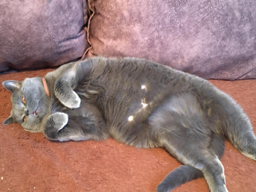 Дыма, 3,5 года, 8 кг. Очень своенравный кот. г. Тында