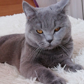 Кот Вольф, 2 года. Любимец семьи. г. Райчихинск