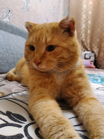 Кузьма, 8 лет. Любимчик семьи.