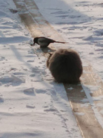 Кот Бегемот, 3 года. Любит такие разговоры за жизнь. г. Зея