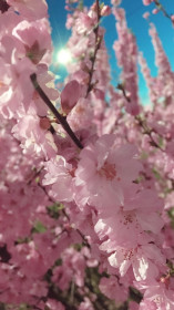 Сакура, Екатеринославка