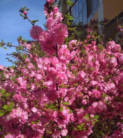 Цветущий багульник в Благовещенске