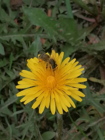 Одуванчик полевой! Село Малиновка